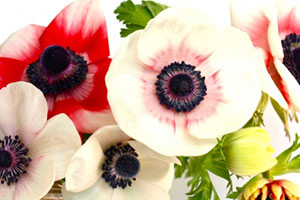 推しキャラ：星野市香