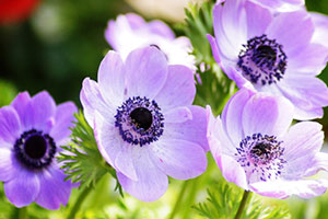 推しCP：岡崎契×星野市香