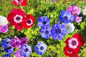 その他キャラ。