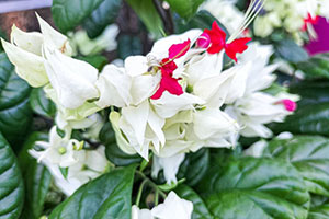 他キャラ、複数人数