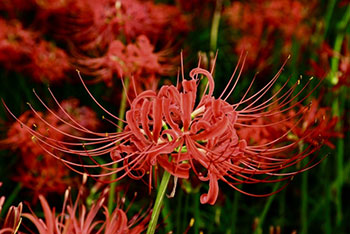 京都：鷹峯高等学校
