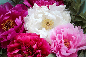 最推しCP：御門浮葉×朝日奈唯