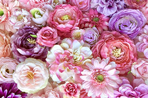 推しキャラ：雛菊