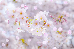 桜霞の世界